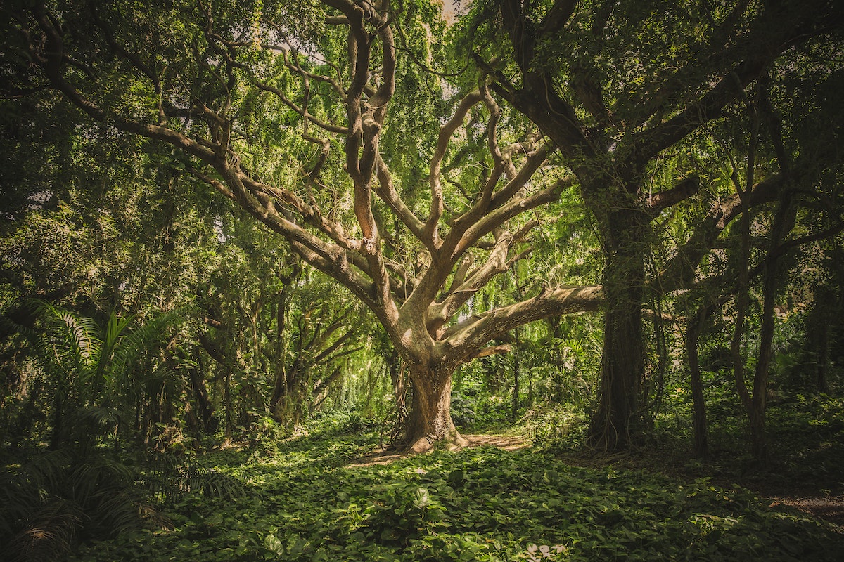 Cómo hacer un árbol genealógico: seis consejos