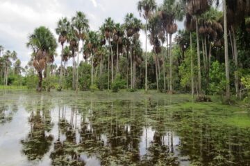 Fundación Yammine - ¡Conócela! ¡La hermosa vegetación que tiene Venezuela! - FOTO
