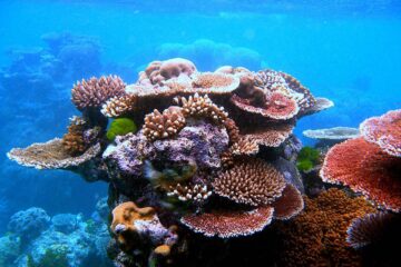 La Gran Barrera de Coral, Fundación Yammine.