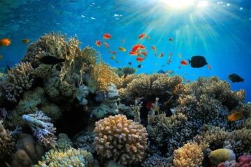 La agonía de La Gran Barrera de Coral