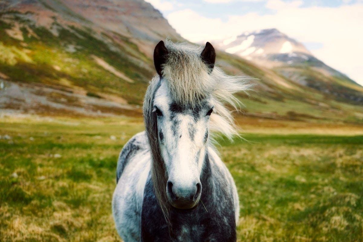 Trabajos con caballos: 5 ideas a tener en cuenta