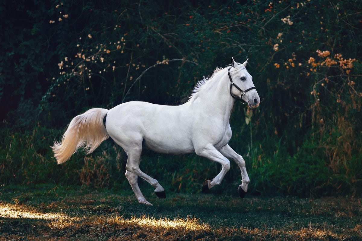 Trabajos con caballos: 5 ideas a tener en cuenta