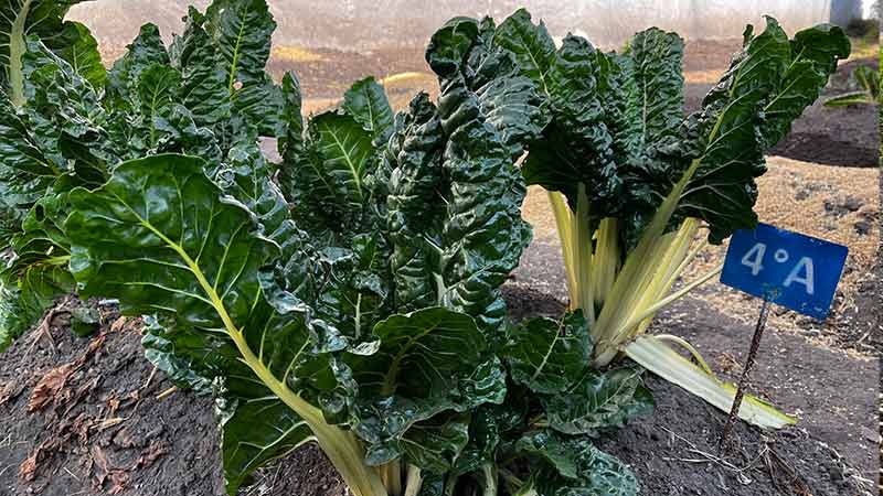 Futuro saludable y sostenible para México