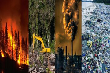 Fundación Yammine - Ecocidio; De qué se trata; Cuántos tipos hay - FOTO