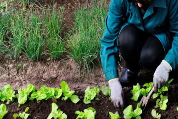 Fundación Yammine - Agricultura ecológica ¡Apuesta segura para la sostenibilidad empresarial! - FOTO
