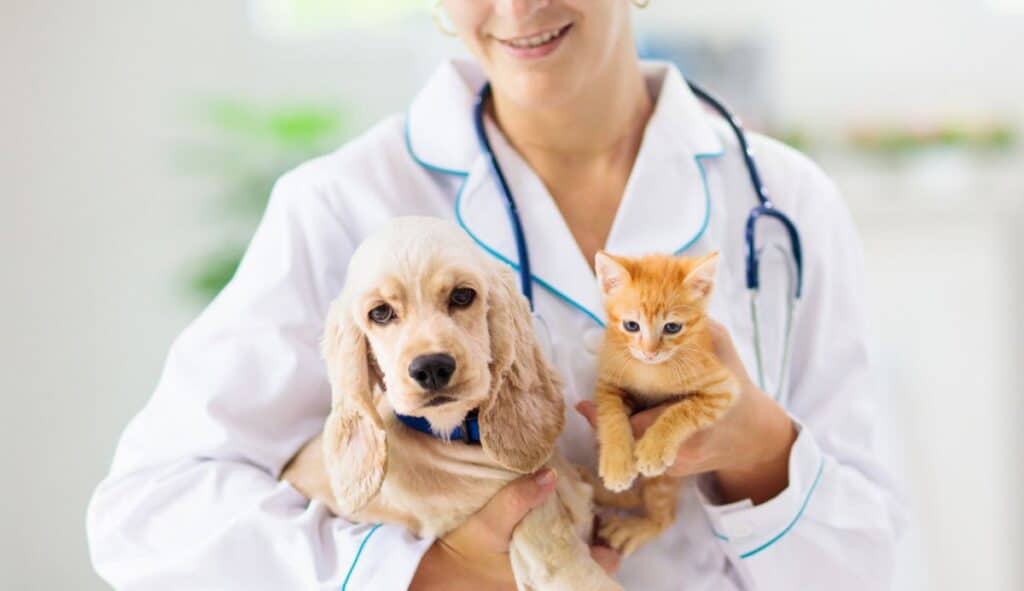 veterinario trabajo