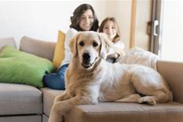 Cómo saber si tu seguro del hogar incluye la cobertura de responsabilidad civil para tu perro: Protege a tu mascota y tu patrimonio - Hjalmar Gibelli