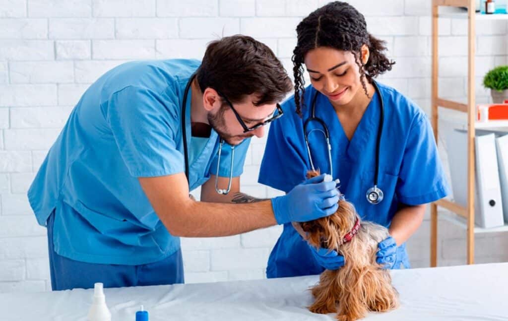 veterinario