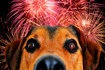 Fundación Yammine - ¡Síguelos! Consejos para proteger a las mascotas de la pirotecnia en Navidad - FOTO
