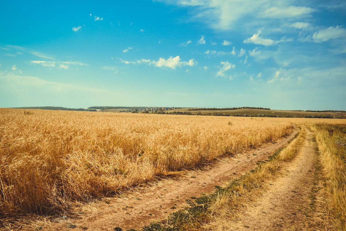 5 trabajos relacionados con el campo: