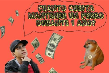 Cuánto cuesta mantener un perro al año: Una guía para dueños responsables