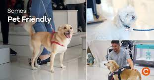Pet Friendly en las tiendas Traki: ¡Una experiencia única para ti y tu mascota!