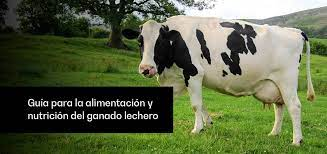 Tipos de alimentación animal para el ganado: Una guía completa