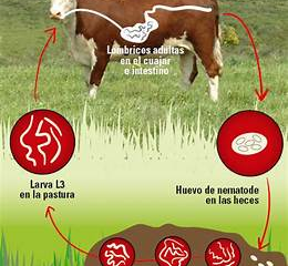 Enfermedades Comunes del Ganado Vacuno: Prevención y Manejo Eficiente 
