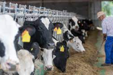 Enfermedades del ganado: Conoce los desafíos de la salud animal
