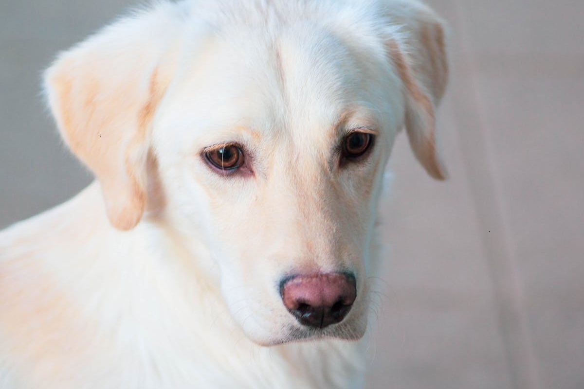 Modalidades del curso de auxiliar de veterinaria