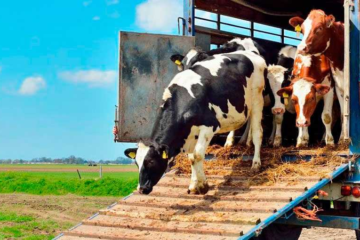 Estrategias para Reducir el Estrés en el Ganado durante el Transporte