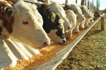 Treseus |Cómo Mejorar la Productividad en la Alimentación del Ganado: Estrategias para un Desarrollo Sostenible