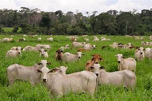 Los Beneficios de la Ganadería Sostenible para el Medio Ambiente: Un Camino Hacia la Coexistencia Armoniosa