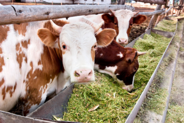 Treseus | Tendencias Innovadoras en la Nutrición Animal: Impulsando la Salud y el Rendimiento 