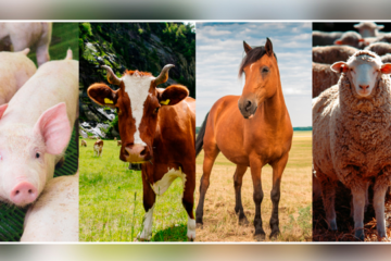 Principales razas de ganado bovino, ovino, caprino y porcino: Conoce la diversidad y características de estas especies ganaderas
