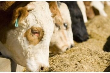 Suplementación Alimenticia y su Impacto en la Salud y Rendimiento del Ganado: Optimizando la Producción Agrícola