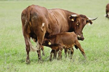 Juan Fernando Serrano Ponce - ¡Conócelo! Vacas nodrizas; De qué trata este sistema productivo - FOTO