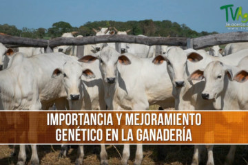 Mejoramiento Genético del Ganado: Una Apuesta por una Ganadería Más Sostenible 