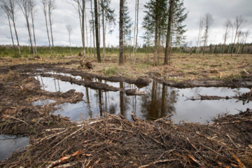 Amenazas a la Biodiversidad: Deforestación, Contaminación y Cambio Climático 