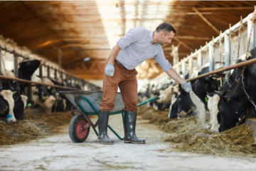 Cuidados del Ganado: Lo que necesitas saber para proteger a tus vacas 