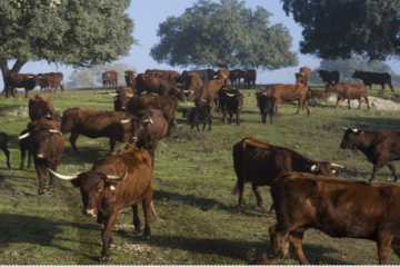 Treseus | Guardianes del Terreno: Razas Autóctonas en la Ganadería Extensiva