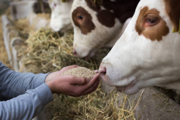 Luis Alejandro Sampayo Cabada | Descubre los Mejores Tipos de Alimentación Animal para un Ganado Sano y Productivo