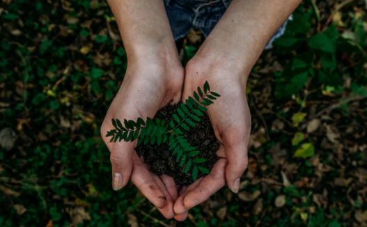 ecologico