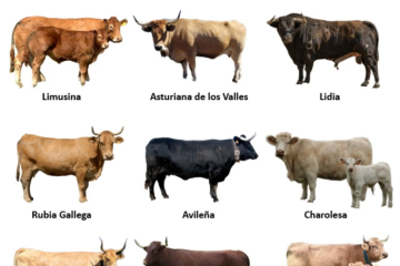 Treseus | Explorando la Diversidad de Razas de Ganado Vacuno: Características y Singularidades