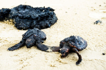 Cómo Afecta el Derrame de Petróleo a la Biodiversidad Marina