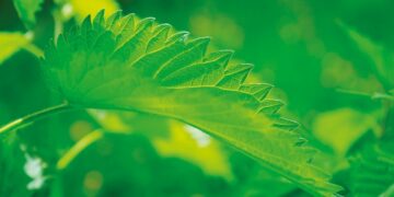 plantas bioindicadoras
