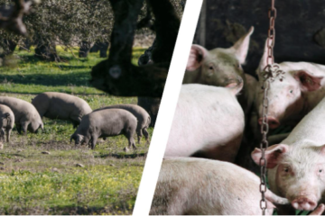 Treseus: Ventajas de la Ganadería Extensiva sobre la Intensiva