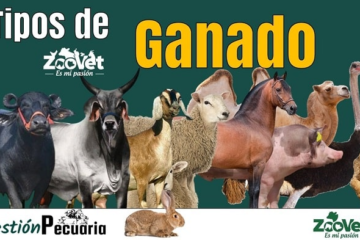 Tipos de Ganado Más Comunes en la Ganadería Moderna