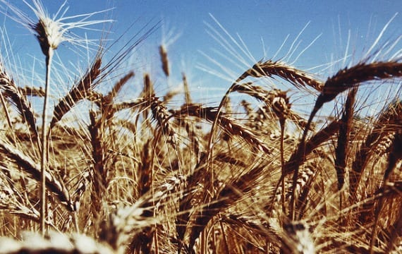 agricultura