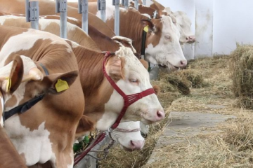 Cómo Afecta la Alimentación del Ganado a la Calidad de los Productos Lácteos y Cárnicos