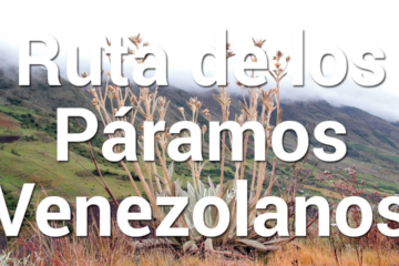 Qué Especies Endémicas se Encuentran en los Páramos Venezolanos