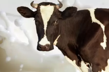 La Importancia de la Vitamina Hormona D en Vacas Lecheras