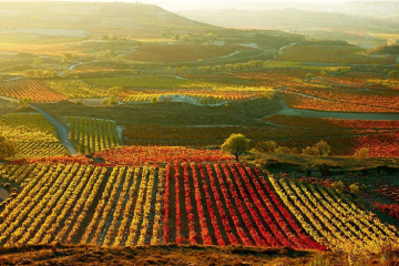 Tres Regiones Vinícolas Destacadas del Mundo por Metropolitan Distribuitors