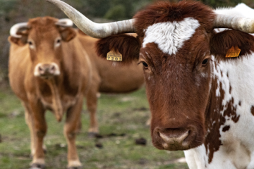 Luis Alejandro Sampayo Cabada | ¿Cuáles Son los Tipos de Alimentación que Tienen las Vacas?
