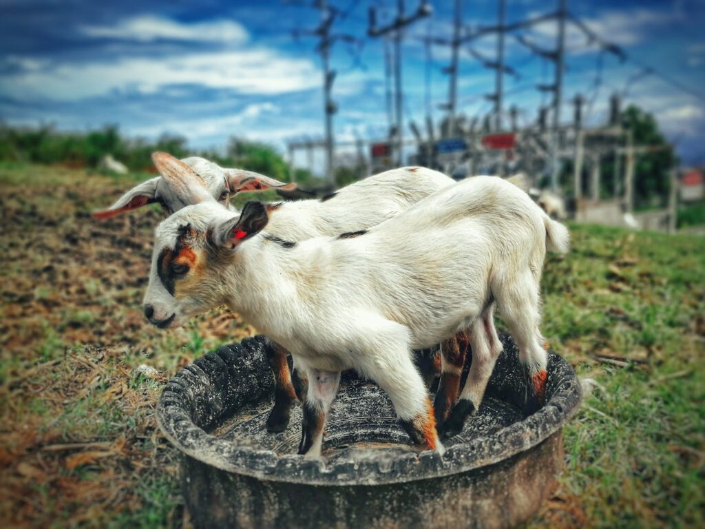 tradiciones que contaminan al planeta