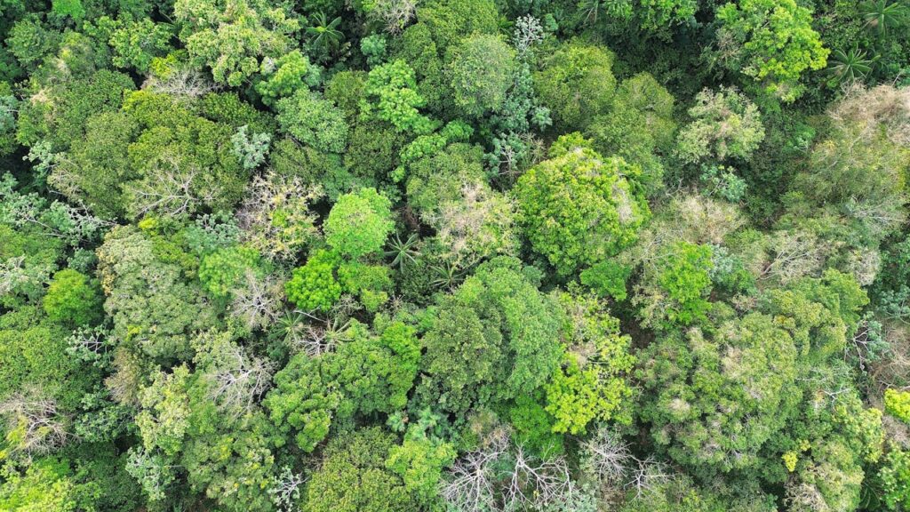 Manejo Forestal Responsable
