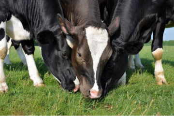 Luis Alejandro Sampayo Cabada: Tipos de Alimentación que Tienen las Vacas