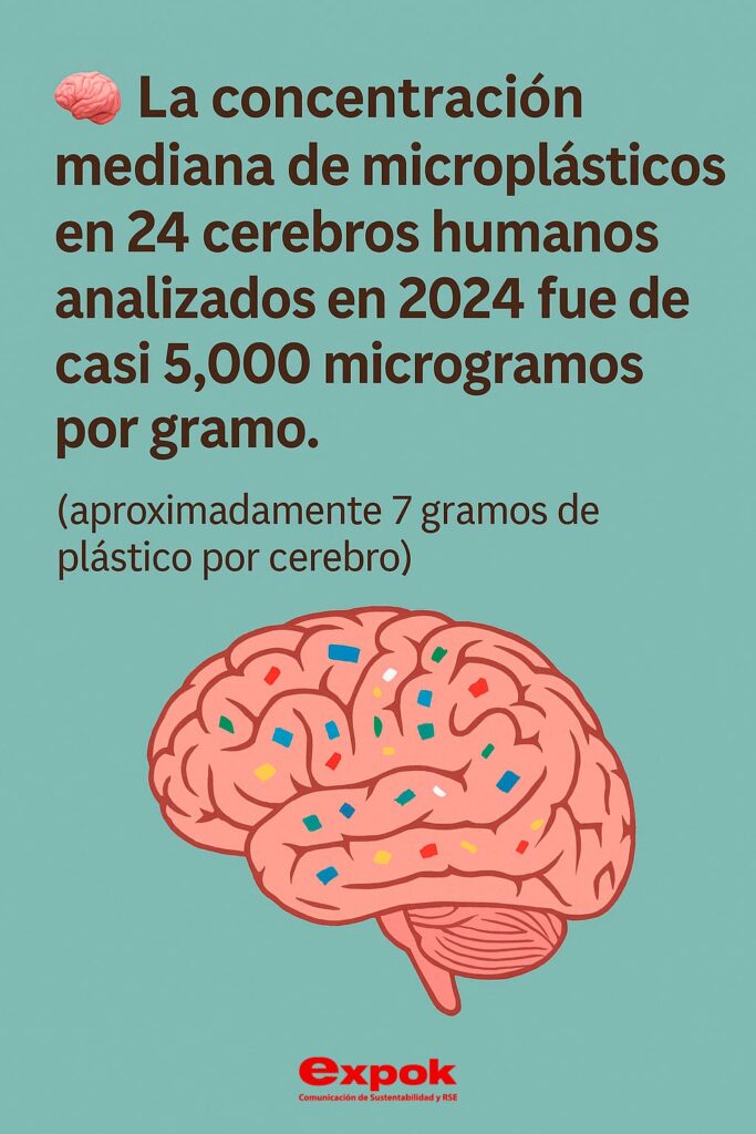 Plástico en el cerebro