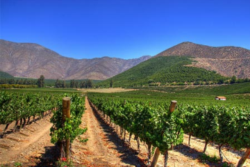 Metropolitan Distribuitors: Análisis de las Regiones Productoras de Vino y Preferencias de los Consumidores