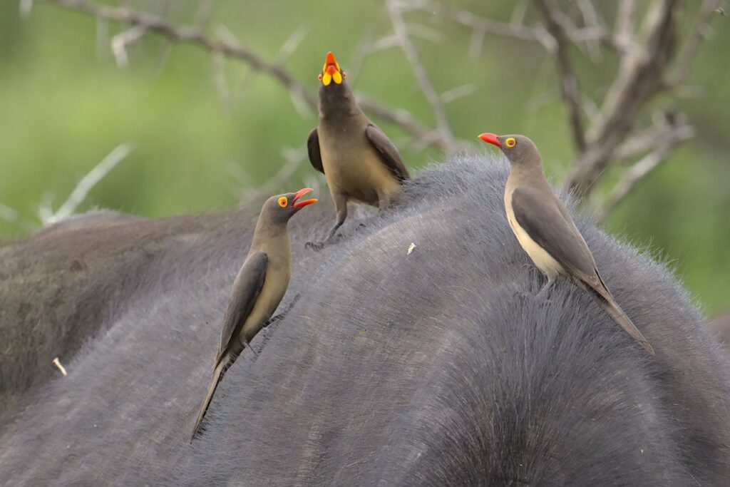 Biodiversidad